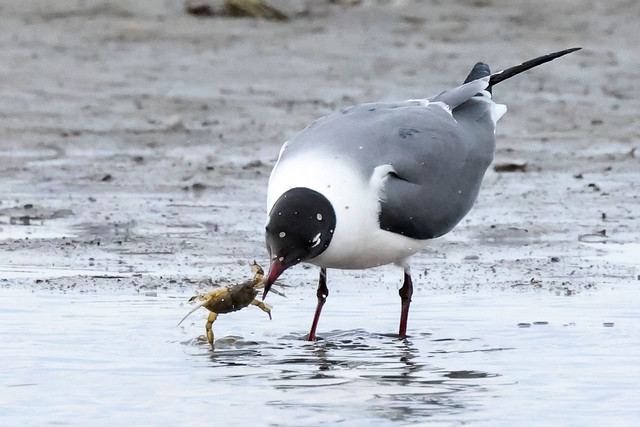 Laughing Gull washes crab ...IM8A1325A