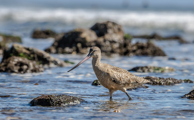 A Marbled Godwit Hunting