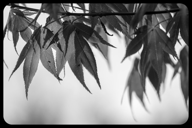 Acer palmatum atropurpureum - Purple Japanese Maple