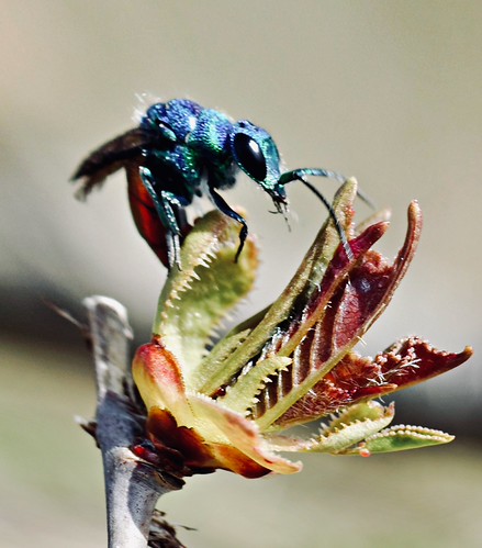 Insect perspective | by patricsahlén
