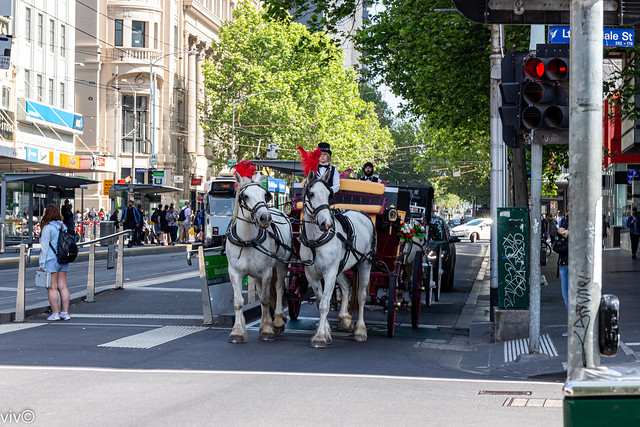 Decorated horse drawn carriages attracts attention ahead of the Melbourne cup race, Melbourne, Victoria, Australia