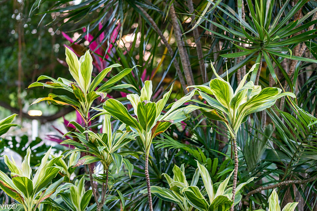 Lovely Dracaena variegated foliage