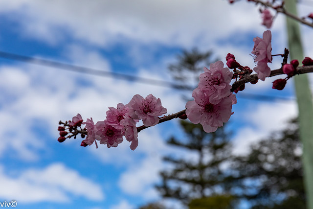 Lovely Cherry blossoms