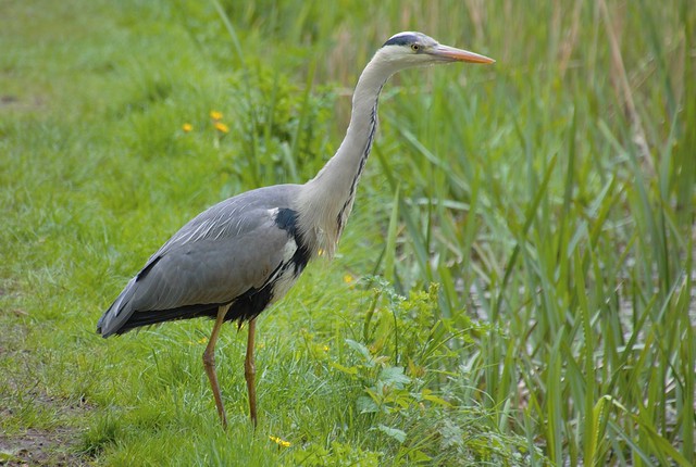 Heron by the canal