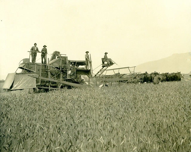 [OREGON-J-0020] Grande Ronde Valley wheat harvest