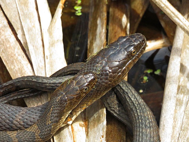 Watersnake courtship, The Male (smaller of the two)  rubs his chin on the females neck and twitches his tail!