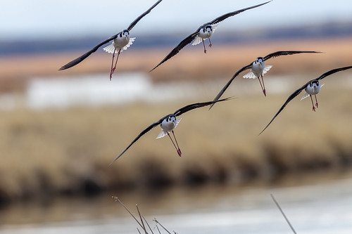 Black-necked Stilt | by Gf220warbler