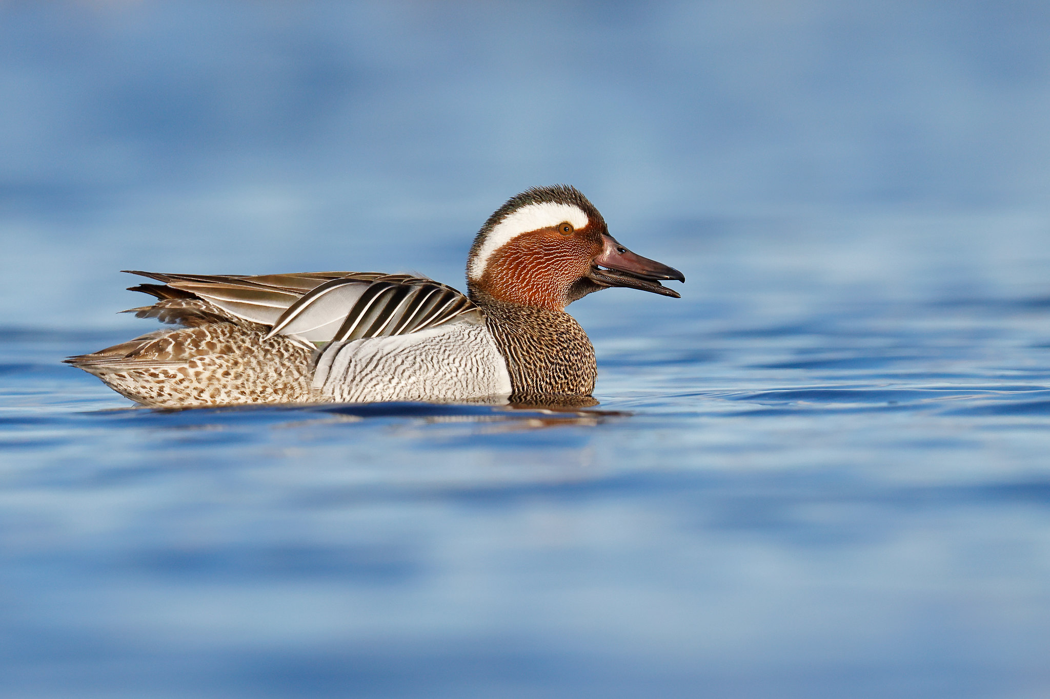 Spatula querquedula | Garganey | årta