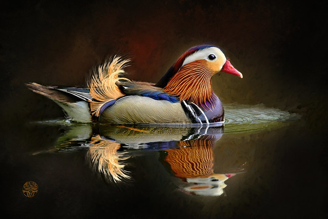 mandarin duck (Aix galericulata) . . .