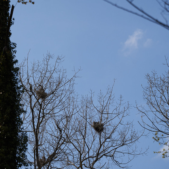 Blue herons and nest