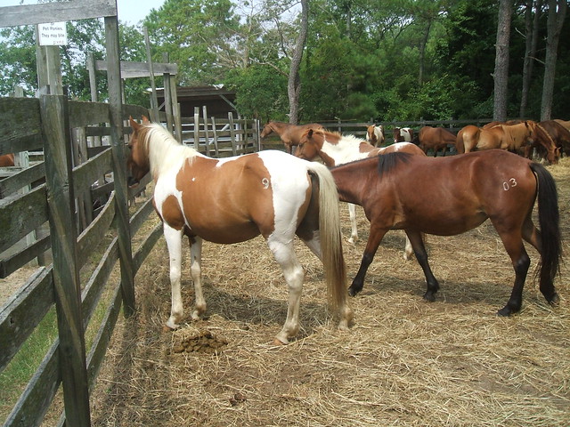 Pony Penning 2008