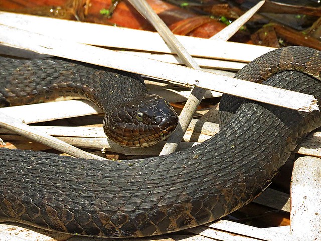 Very large female Northern Watersnake, every bit of 3 ft.