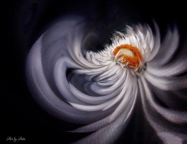 Sliders sunday - Dancing flower ( Explore 2.5.2021)
