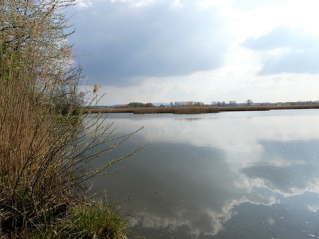 NSG Reinheimer Teich