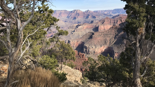 Arizona - Grand Canyon: very robust plants and trees frame Powell Point (at 2,155 meters elevation)