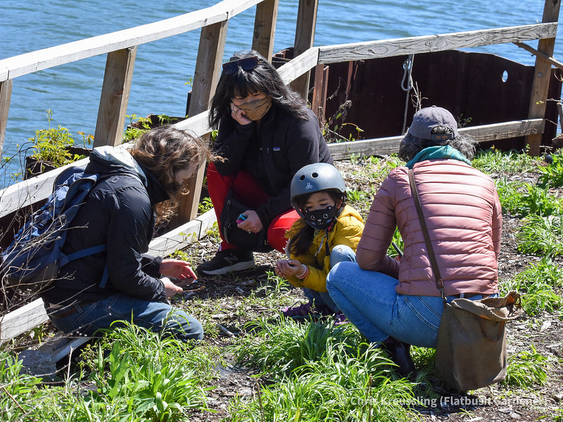 Botanizing along the Gowanus, May 2021