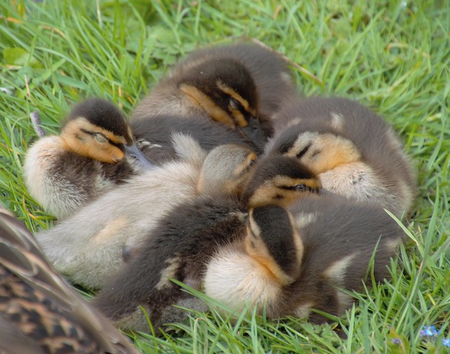 Cute group of baby ducklings