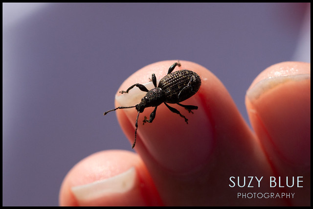 Weevil recovering after being rescued from the bathroom