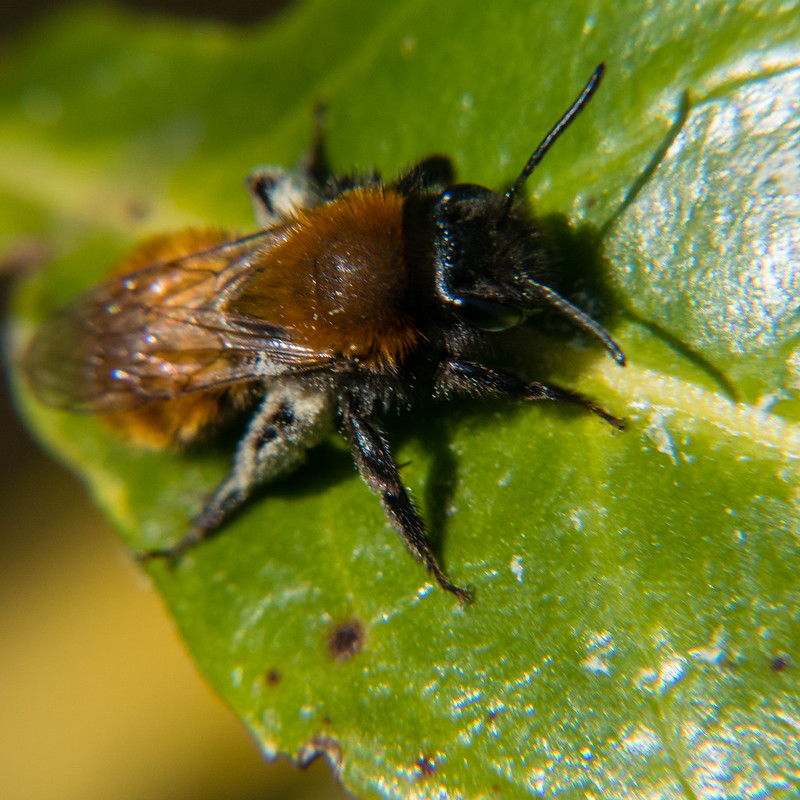 Tawny miner bee on a leaf