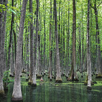 Louisiana Purchase State Park. Monroe County, Arkansas. 2021. 