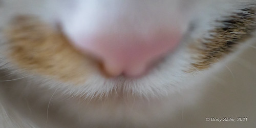 miau | by 00Dony