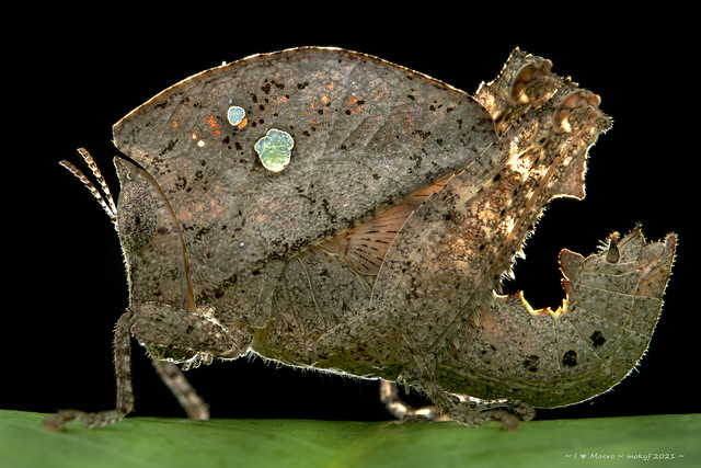 Dead Leaf grasshopper - Chorotypus sp., Chorotypidae