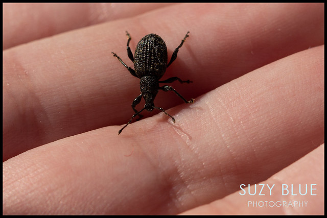Weevil recovering after being rescued from the bathroom