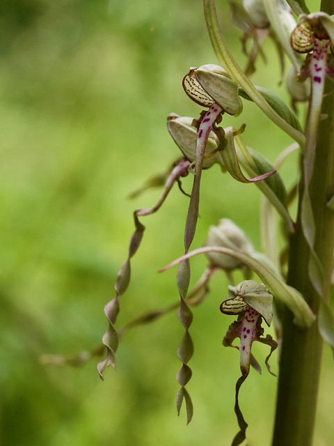 Lizard Orchid