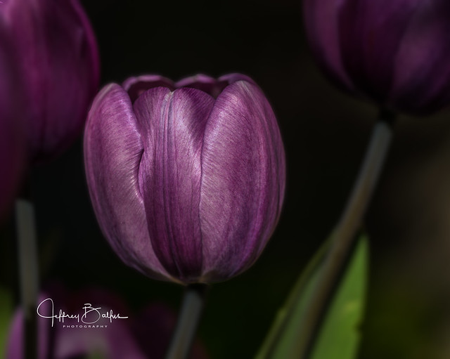 Purple Tulip 74 4361-