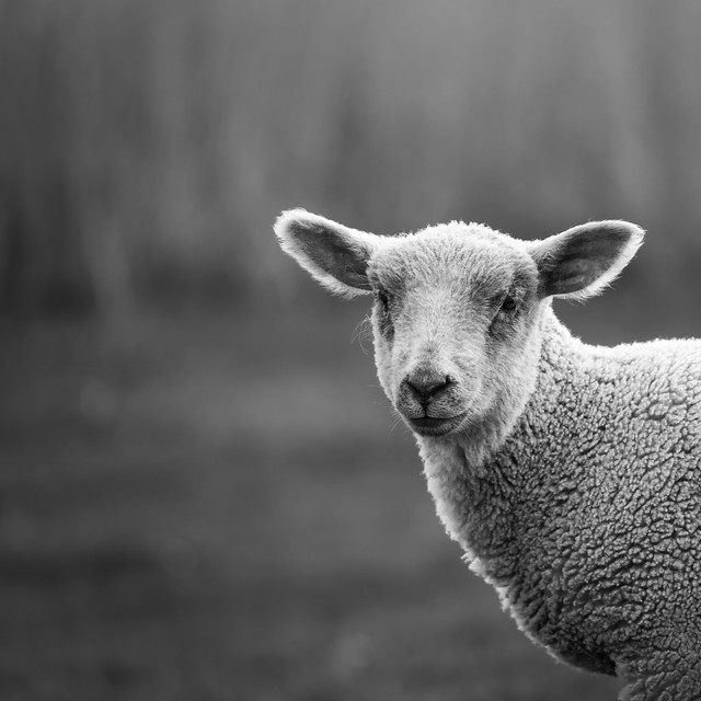 Peeping Sheep