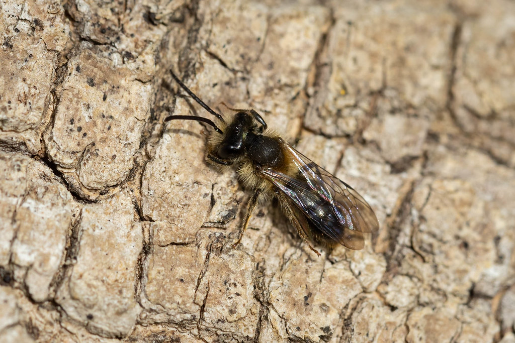 Andrena chrysosceles (Hawthorn Mining Bee) male - Andrenidae - Castor Hanglands NNR, Peterborough, UK-Edit