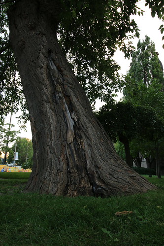Leaning Tree - University of Toronto