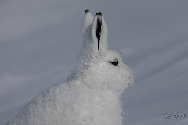 Side profile of an arctic hare with a thin layer of snow covering it