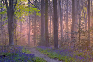 Bluebells in the morning