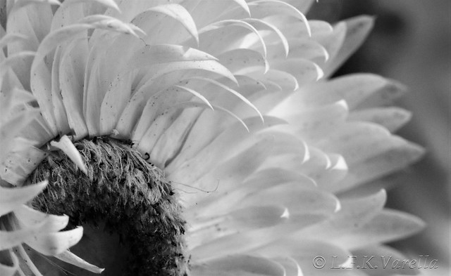 em preto-e-branco as flores do vaso da mesa de centro