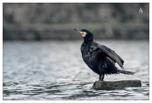 Cormorant - Kormoran I | by :.. Robin Explore ..: