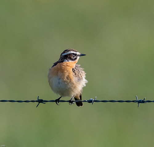 Whinchat | by wryneck94