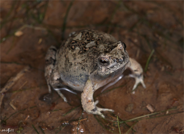 Four-eyed Weeping Frog (Physalaemus biligonigerus)