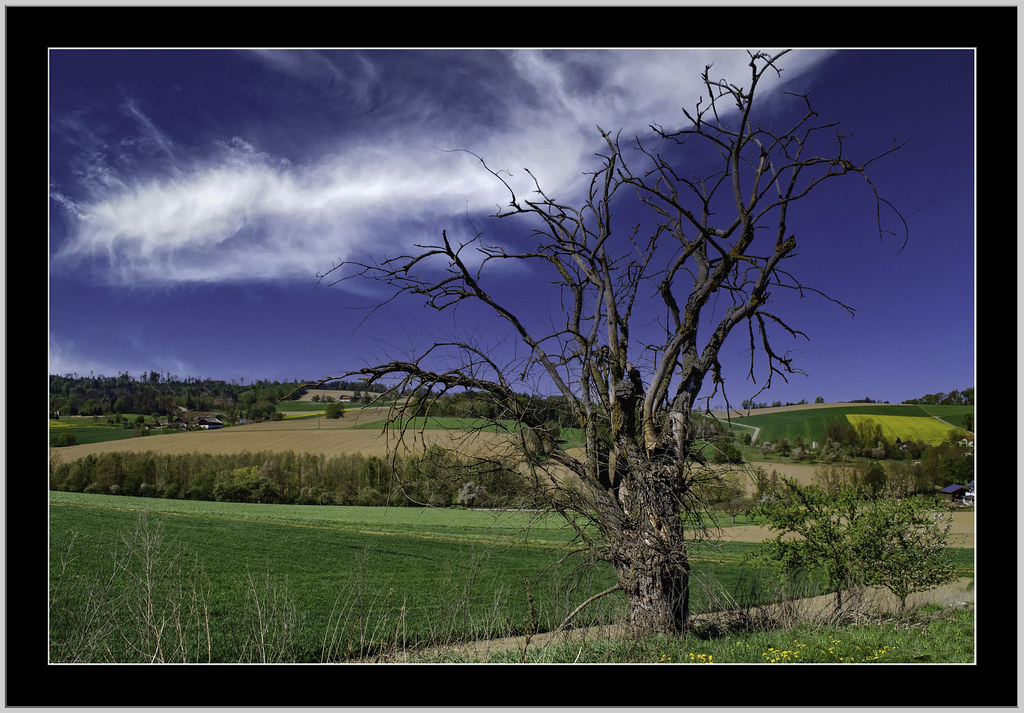 Landschaft bei Tiersbach/Ortenburg.  Der Frühling erwacht mit frischen grün, bei diesem Baum nicht mehr... Totholz !