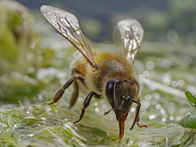 Thirsty bee on aquatic plants