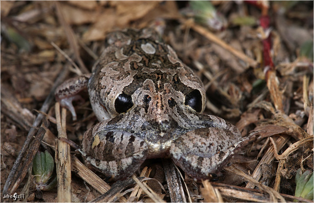 Four-eyed Weeping Frog (Physalaemus biligonigerus)