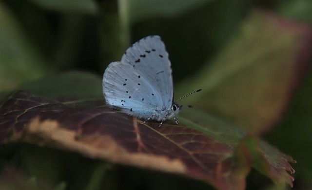 Holly blue Butterfly