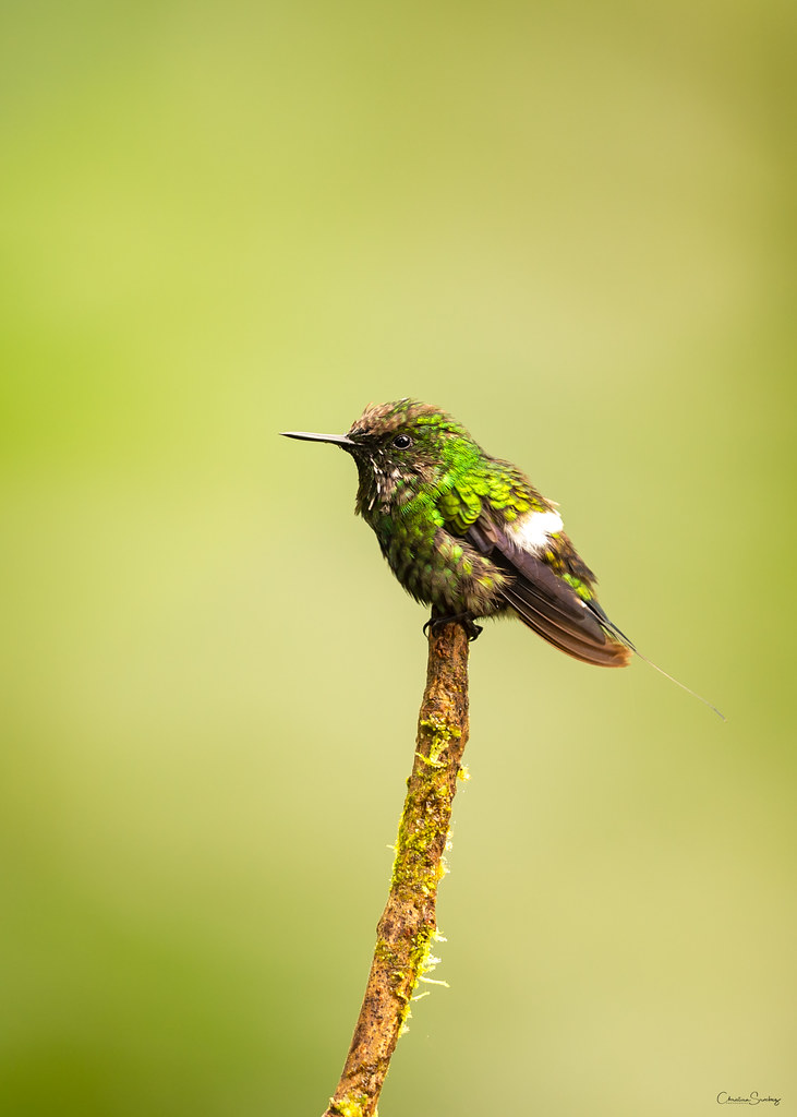 Black-bellied thorntail