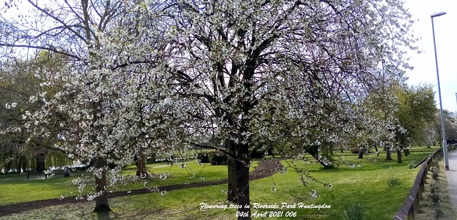Flowering trees in Riverside Park Huntingdon 24th April 2021 006