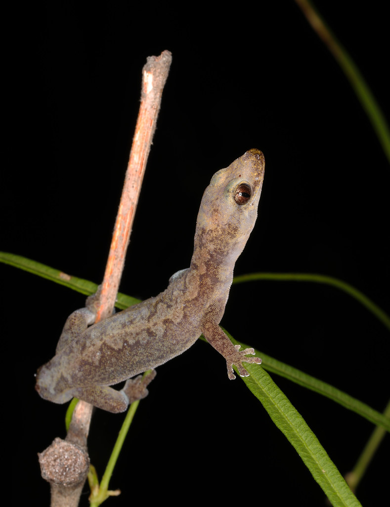 Gecko climbing in small shrub in woodland along Deloraine … | Flickr