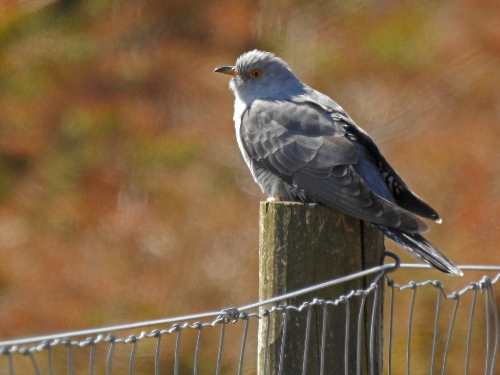 Cuckoo, Renton, Scotland