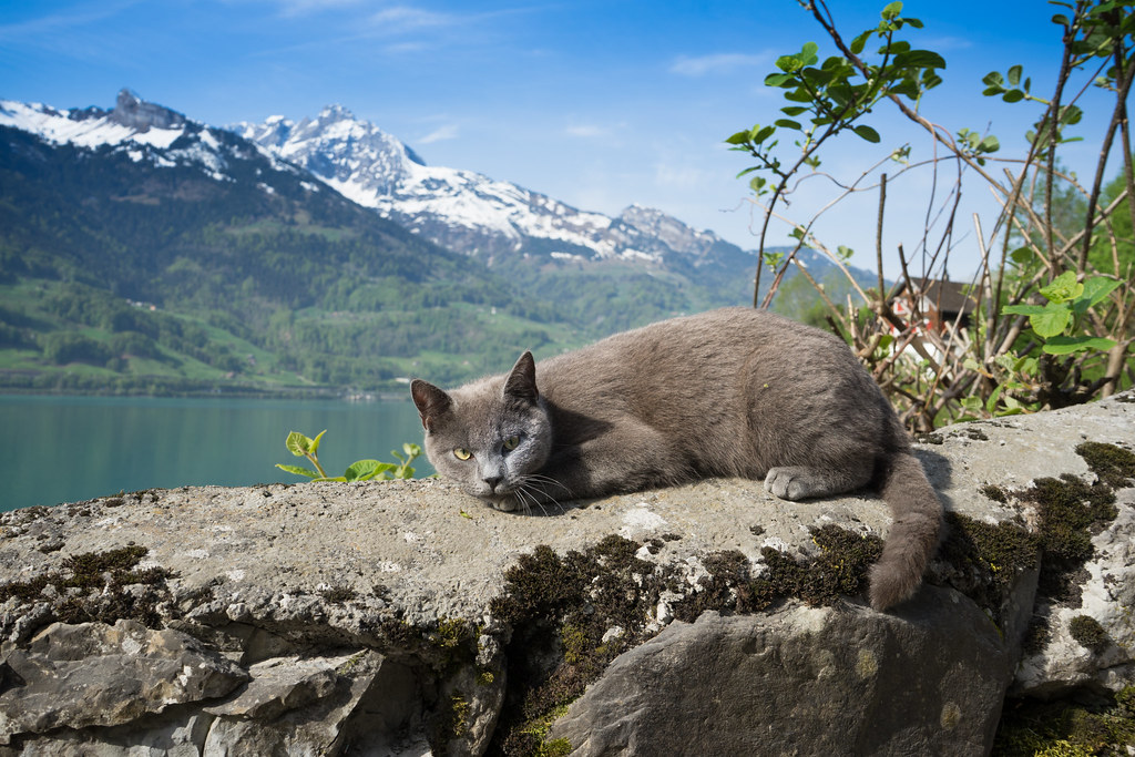 Swiss cat
