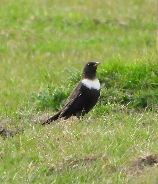 Male Ring Ouzel standing tall.