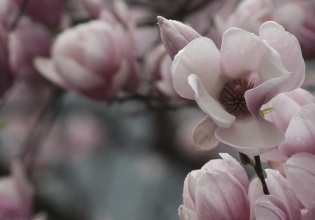 Spring Magnolia flowering tree