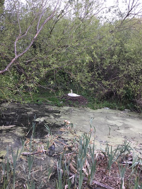 Beyond the Swamp - A beautiful swan nesting in London England.  The male swan helped her build her home.  May she remain safe 💚.